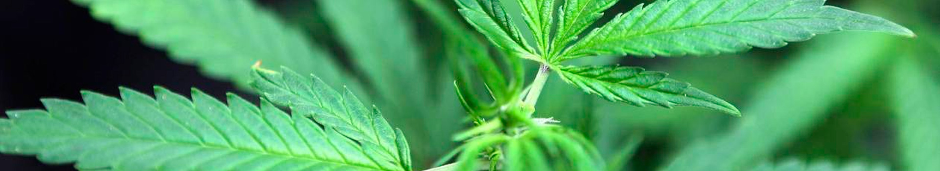 CBD, cannabidiol, THC, cannabis, herbe, weed, marijuana, CBD Express, placebo, fleur de cannabis, tête de cannabis, herbe de cannabis luxembourg